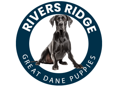 Rivers Ridge Great Dane Puppies